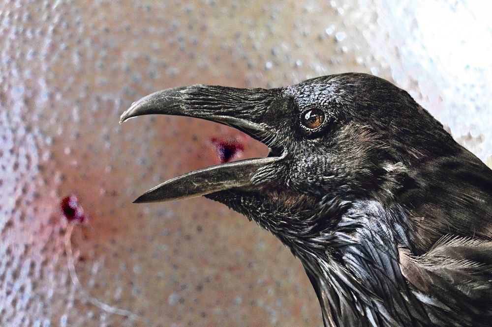 PANIKA U ZAGREBU: Učestali napadi vrana u gradu, lekari ne pamte toliko teške povrede ZALEĆU SE NA ŽENE NIČIM IZAZVANE
