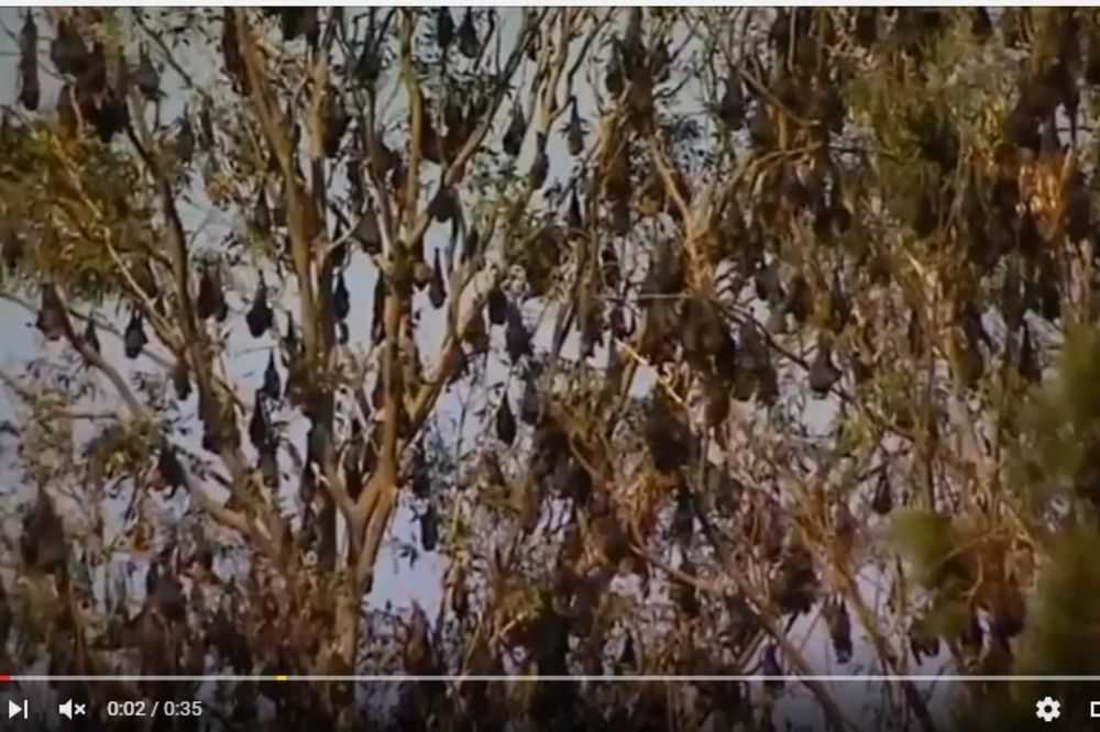 (VIDEO) KAO U HOROR FILMOVIMA: Letovalište zaposelo više od 100.000 slepih miševa