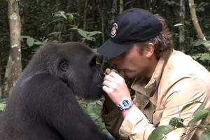 PR(A)VO DRUGARSTVO ZABORAVA NEMA: Pogledajte dirljivi susret gorile i čoveka koji ga je odgajio