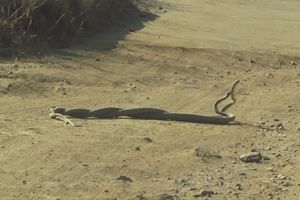 (VIDEO) GMIZAVI OKRAŠAJ: Pogledajte borbu najsmrtonosnijih zmija na svetu... Neverovatno!