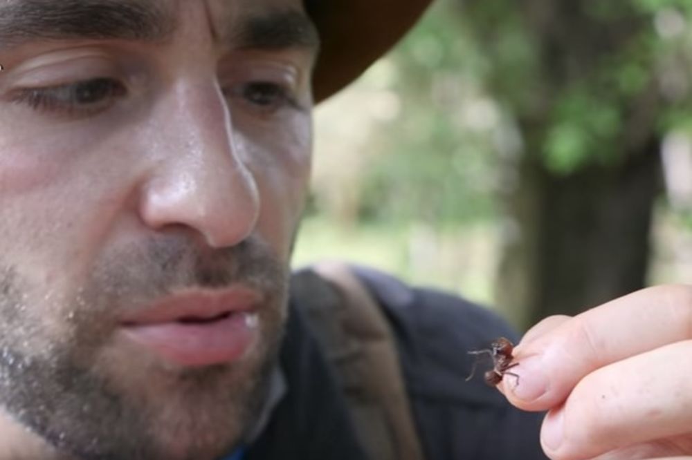 (VIDEO) BESNI VOJNICI: Ovu su najopasniji mravi na svetu, napadaju čim osete pretnju