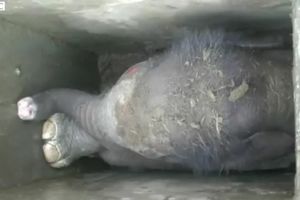 (VIDEO) NIJE GLEDAO ISPRED SEBE: Mladunče slona se zaglavilo u šahtu, jedva ga izvukli!