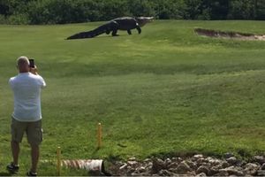 (VIDEO) DŽINOVSKI ALIGATOR ŠETA FLORIDOM: Najveći krokodil na svetu snimljeni na golf terenu!