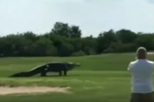 (VIDEO) STRAVA NA TERENU: Evo kakvo čudovište je prekinulo partiju golfa