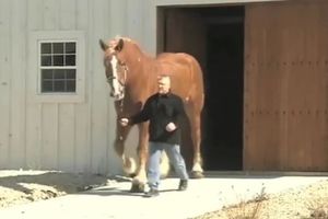 (VIDEO) Izgleda kao sasvim običan konj, a on je sve, samo ne to! Evo zašto