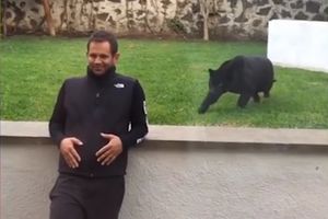 (VIDEO) NAPAD PANTERA: Zver skočila na muškarca... da se mazi. Preslatko!