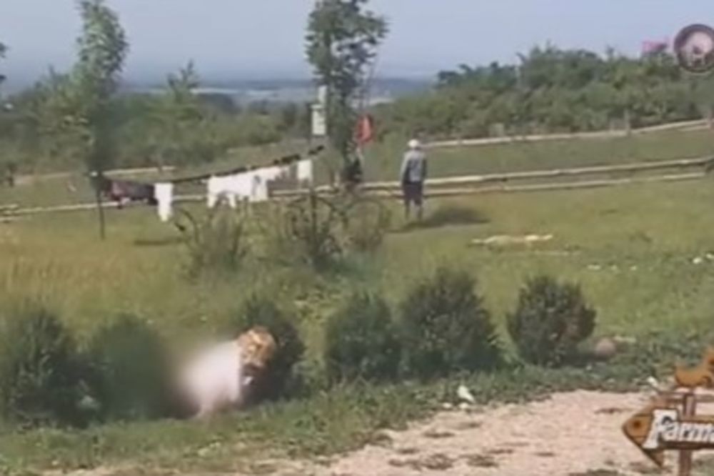 (VIDEO) TEŠKO JOJ DA NAPRAVI 3 KORAKA: Farmerku stislo pa vršila nuždu nasred dvorišta