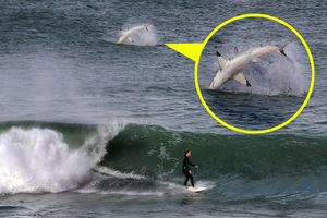 PRIZOR KOJI LEDI KRV: Surfer je vežbao na talasima a onda je iz okeana iskočila velika bela ajkula