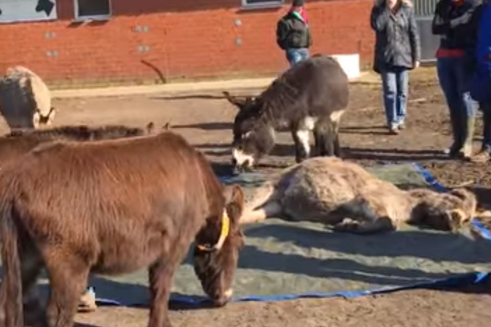 (VIDEO) ZBOGOM PRIJATELJU: Tuga ovih magaraca za mrtvim drugom slama srce