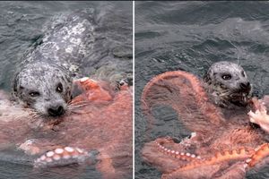 ŽIVOT ILI SMRT: Neverovatan snimak borbe između foke i ogromnog oktopoda!