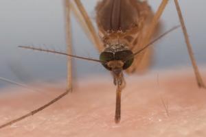 U STAMBENIM ZGRADAMA NA NOVOM BEOGRADU I ZVEZDARI: Počinje akcija suzbijanja komaraca