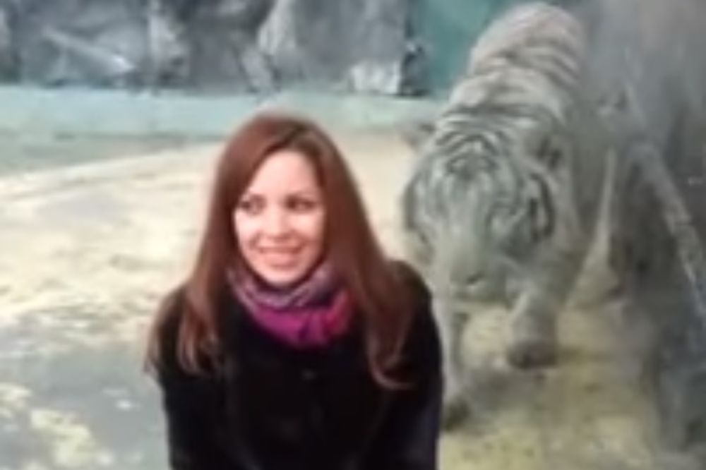 (VIDEO) OD SMRTI JE DELILO 2 CENTIMETRA: Tigar je jednim skokom pokazao šta znači reč predator