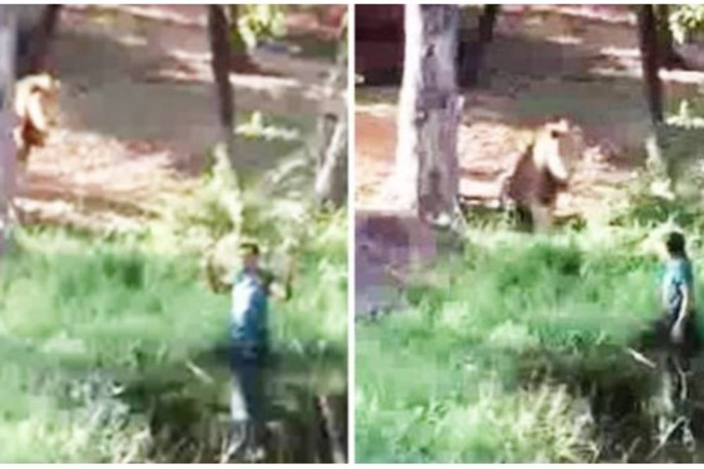 (VIDEO) PIJANI LIK POKUŠAO JE DA POZDRAVI LAVA: Ušunjao se u zoološki vrt, a onda...