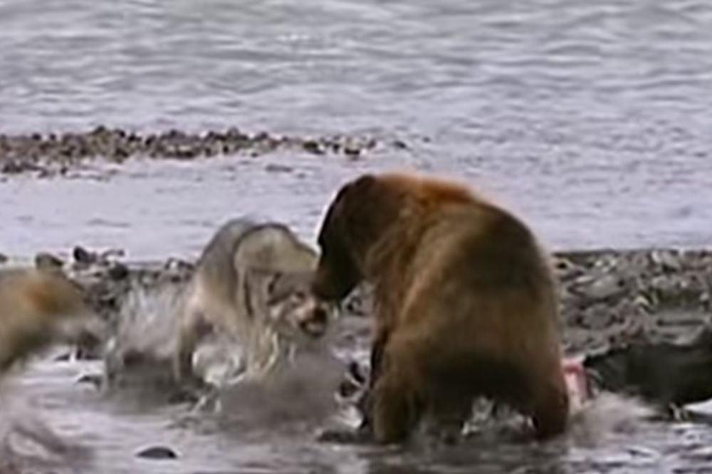NAJSTRAŠNIJA BORBA SVIH VREMENA: Ogromni grizli medved protiv čopora vukova...Ko je pobedio?