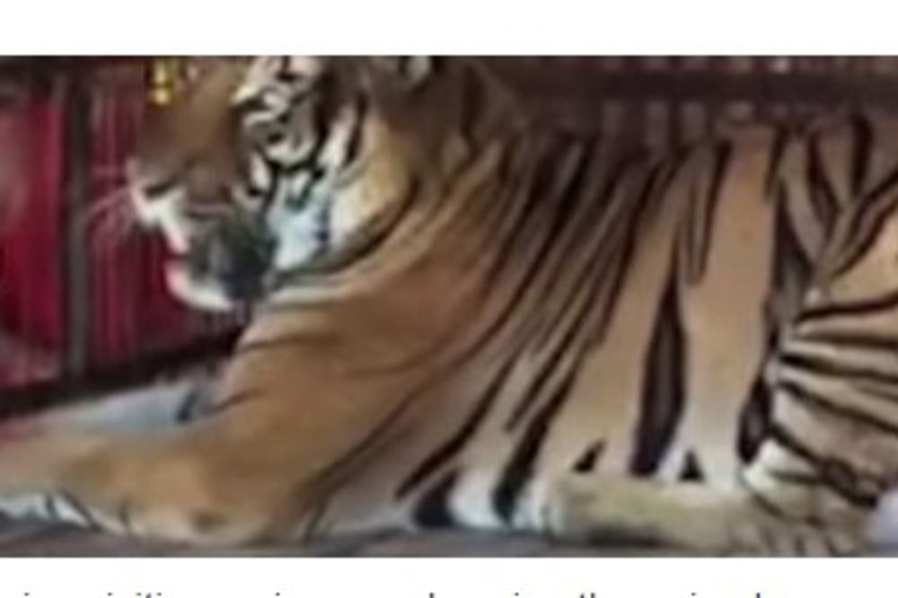 UŽAS: Tigar usmrtio čuvarku u zoo vrtu