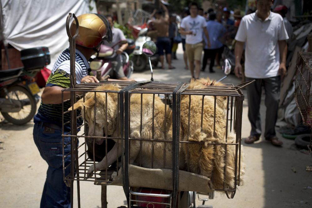 POČEO FESTIVAL PSEĆEG MESA: Kinezi se spremaju da pojedu oko 10.000 pasa i mačaka