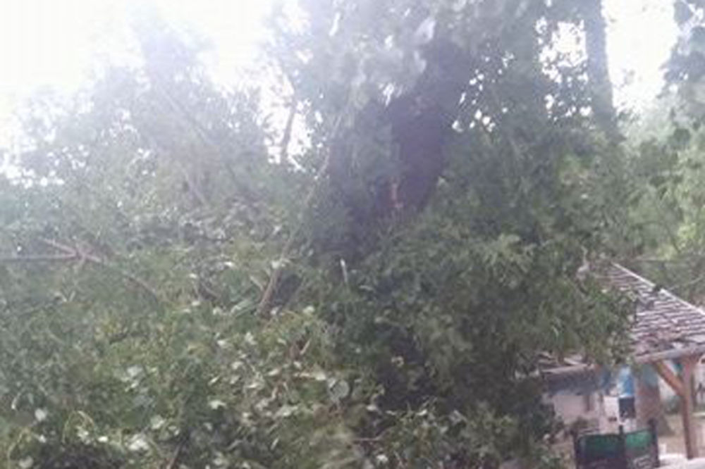 (FOTO) UDARIO GROM NA RIBARSKOM OSTRVU U NOVOM SADU: Stradalo drvo i nekoliko crepova