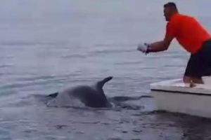 (VIDEO) HEROJI IZ SENJA: Ribari spasili delfina koji se zapetljao u mrežu!