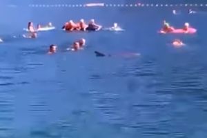 (VIDEO) OMILJENI GOST OPET U NEUMU: Druželjubivi delfin se kupao sa plivačima