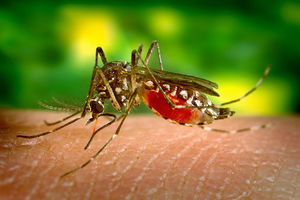 Evo zašto komarci neke ljude grizu, a neke ne