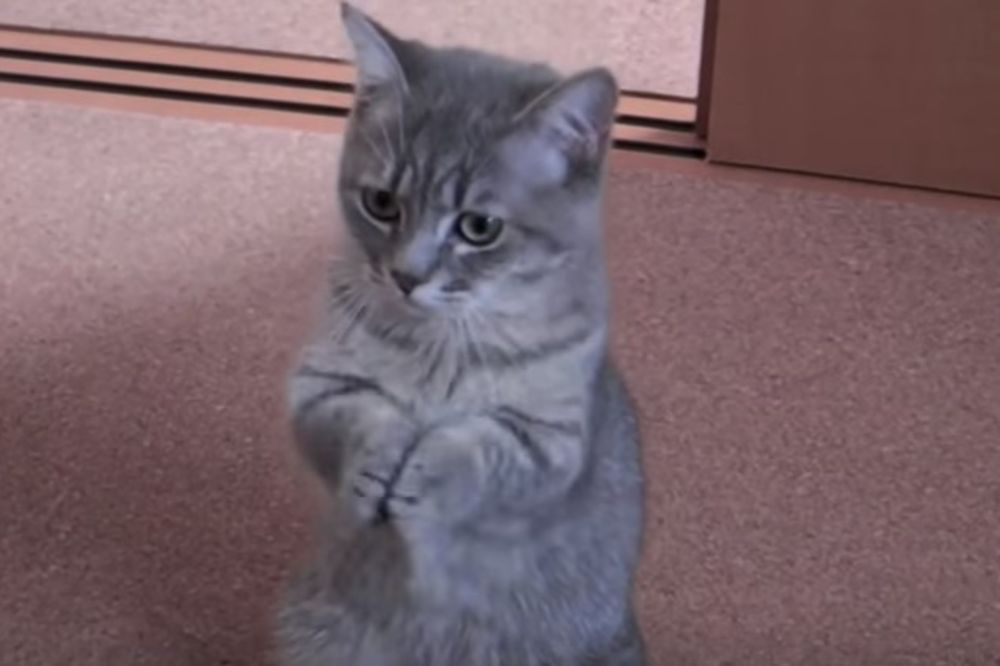 (VIDEO) OVO JE NEVEROVATNO: Oduševićete se kada vidite kako ova maca moli za doručak