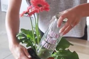 (VIDEO) Učinite ovo za svoje biljke dok ste na odmoru i biće vam zahvalne