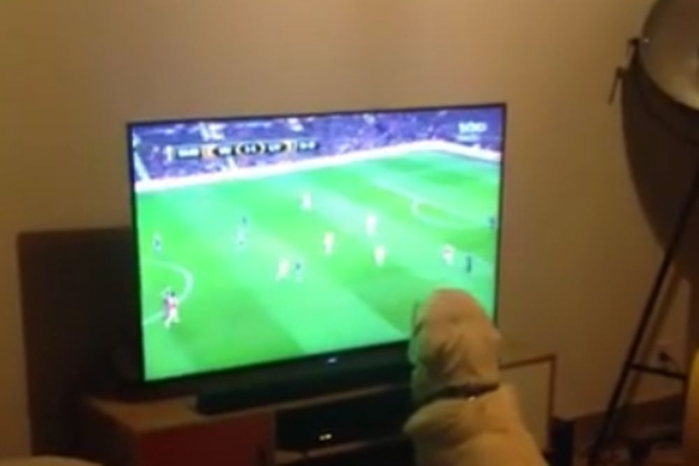 (VIDEO) VERAN KAO PAS: Labrador se ne odvaja od TV-a za vreme Evropskog prvenstva