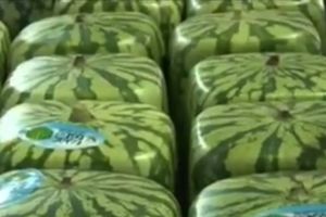 (VIDEO) STIŽU KOCKASTE LUBENICE: Ćoškasto voće preplavilo svetsko tržište
