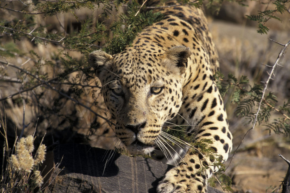 INDIJSKA MAJKA HRABROST: Leopard joj je oteo dete, jurila ga je kilometar i po dok ga zver nije ostavila!