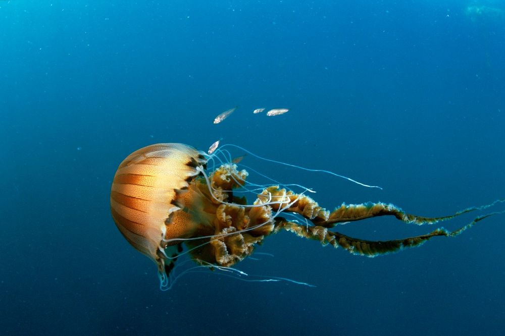 OPASNA ŽIVOTINJA PRIMEĆENA U JADRANU: Stručnjaci upozoravaju na meduzu čiji dodir izaziva velike opekotine