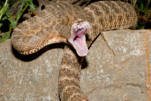 JEDVA SE ODBRANIO: Muškarca u Kičevu napala opasna zmija