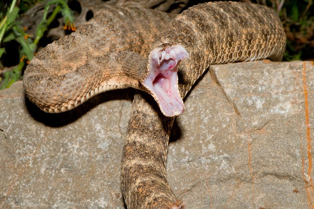 JEDVA SE ODBRANIO: Muškarca u Kičevu napala opasna zmija