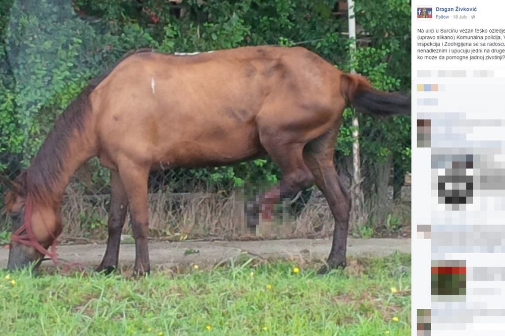 (FOTO) Povređeni konj zbrinut je u Đurđevu, ali priča ipak ima tužan kraj