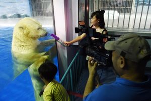 (VIDEO) SRCE DA VAM PREPUKNE: Zarobili medveda u šoping centru kao bi pravili selfije!