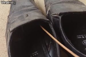 (VIDEO) ČUVAJTE SE I SOPSTVENIH CIPELA! Kada je video šta mu se zavuklo u obuću...