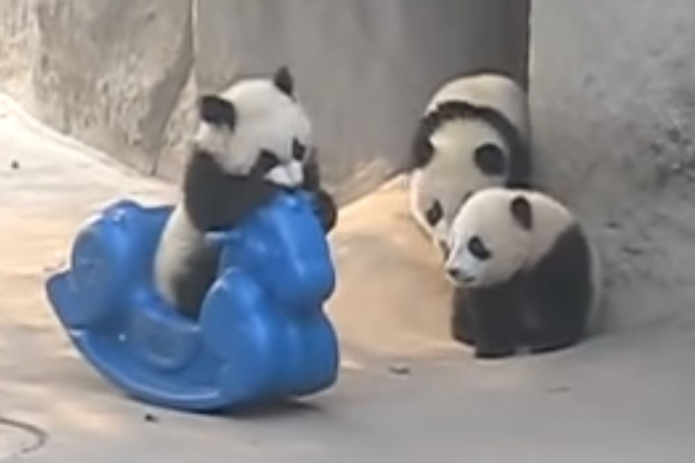 (VIDEO) NOVA IGRAČKA: Evo zašto su pande najomiljenije životinje na planeti