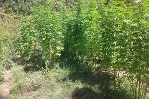 POLICIJSKA AKCIJA U PIROTU: Otkriven zasad marihuane od 134 stabljike