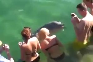 (VIDEO) GLAVNA ZVEZDA NA MORU: Delfin izljubio kupače u Neumu!