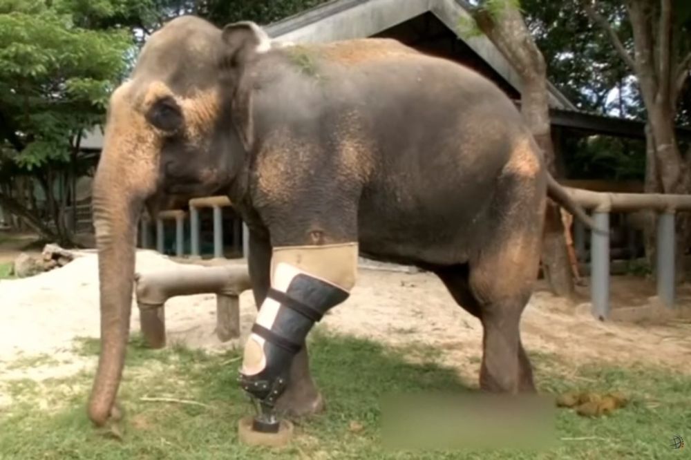 (VIDEO) NOVA ŠANSA: Ovih 7 životinja su ostale bez svojih udova, ali danas ponovo hodaju