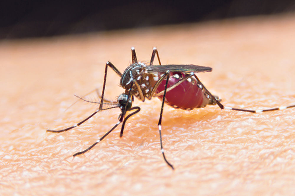 DRAMA: Zaraženi komarci prestravili Beograd