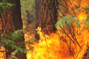 POŽAR ISPOD ZVEČANSKE TVRĐAVE: Vatra zahvatila okolnu šumu i rastinje