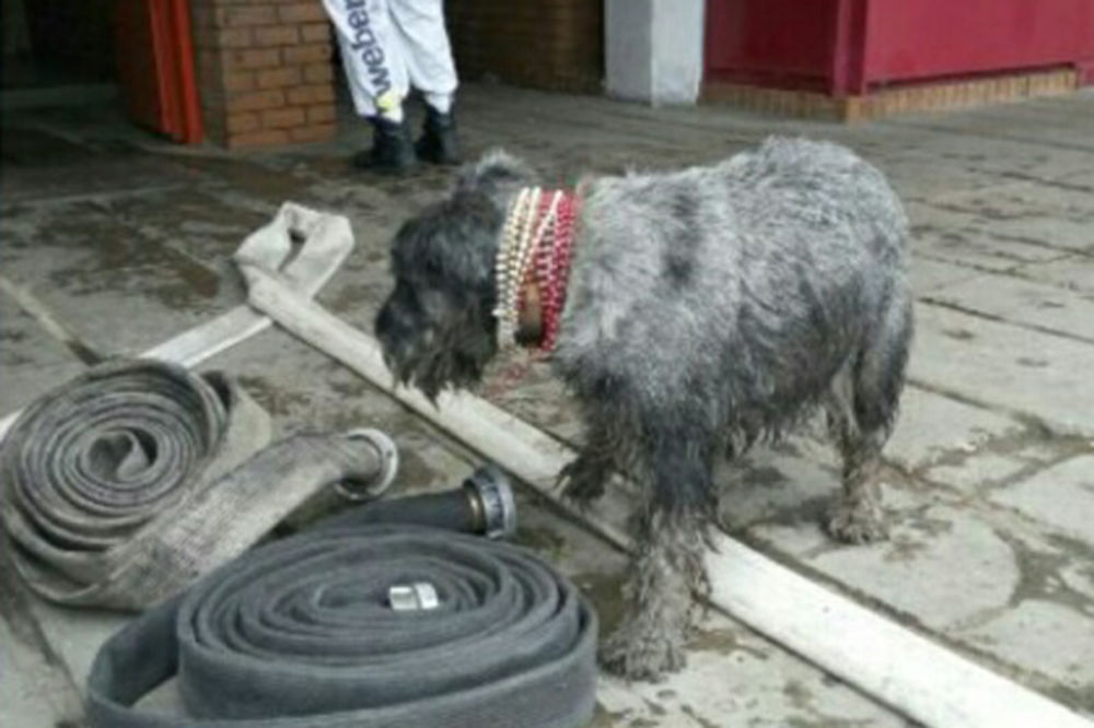 DANIMA CVILEO ISPRED ZGRADE: Evo gde je sad pas koji je izgubio gazde u požaru na Novom Beogradu