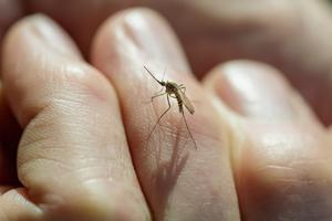 SPREČITE VIRUS ZAPADNOG NILA: Evo kako najbolje da se zaštitite od komaraca