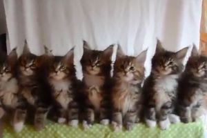 (VIDEO) ONI SU NEVEROVATNI: 7 mačica koji su postali pravi hit na internetu, pogledajte zašto