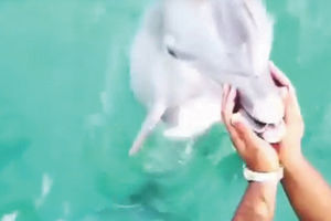 HIT: Telefon pao u more, a delfin joj ga vratio