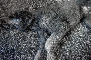 DOBRO SE ZAGLEDAJTE: Vidite samo sivi tepih? Niko ne može da pogodi šta se zapravo nalazi na njemu