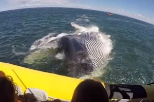 (VIDEO) KAO IZ HORORA: Brod sa turistima presrela ogromna životinja
