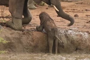 (VIDEO) POMOZITE DRUGOVI: Ovo je najslađe smotano slonče koje ste videli
