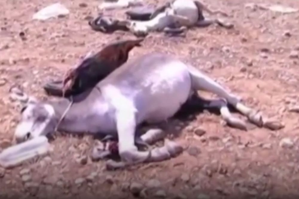 (UZNEMIRUJUĆE) OČAJNIČKE MERE: Džihadisti koriste i magarce da prenose oružje svojim borcima