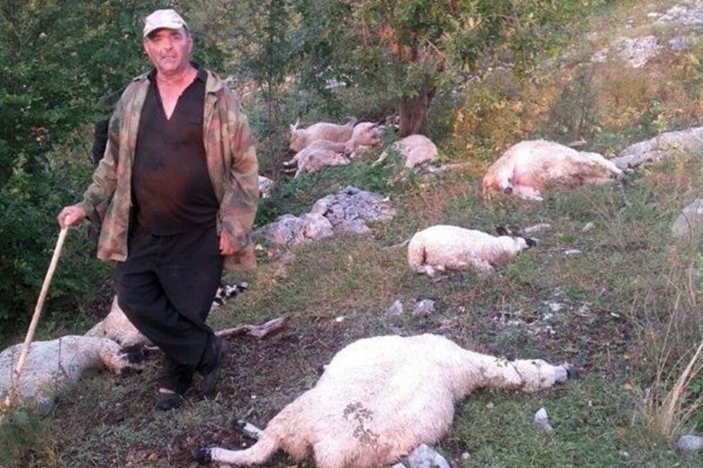 MUKE NIKŠIĆANINA: Od udara groma mu stradala 21 ovca